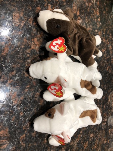 Lot bull terriers beanie - of, 2