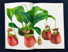 1881  L'illustration horticole