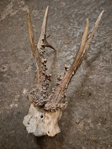 Bois chevreuil avec - de,