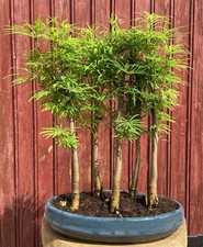 BONSAÏ FORÊT DE PSEUDOLARIX