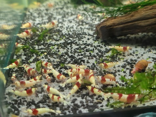 Lot crevettes - de,