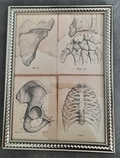 curiosité , taxidermie : Cadre Avec Images D'anatomie Humaine  #2