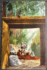 🦬 ALGERIE - CARTE POSTALE / بطاقة بريدية Repos dans l'Oasis🦬