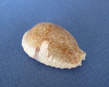 Cypraea Erosa Chorizans 37,5