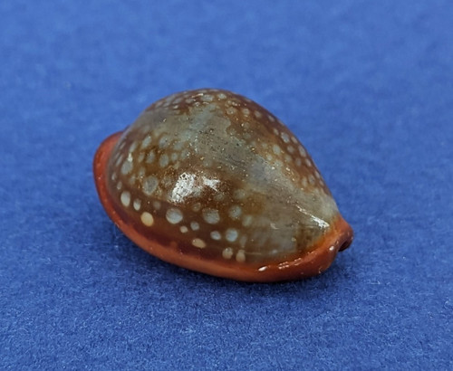 Cypraea citrina dauphinensis