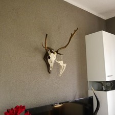 Daim Anormal Avec Bois De Cerf