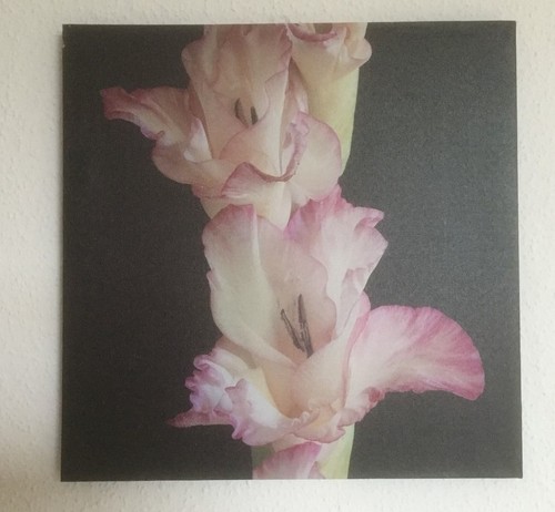 Tableau fleur 40x40 - , toile