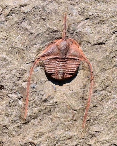 Fossil trilobite ampyx - fossil, trilobite,