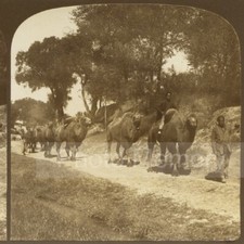 Caravane de chameaux de