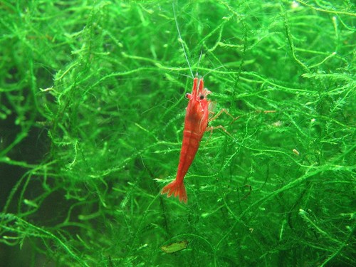 Crevettes neocaridina red - crevettes,