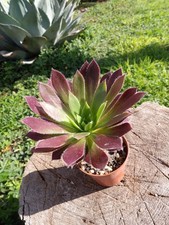 Aeonium "Carmen" big lovely