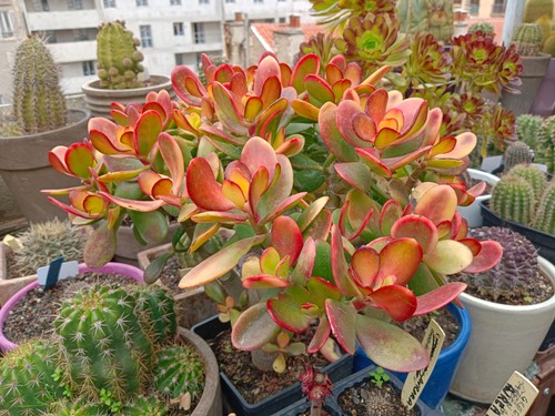 Crassula ovata hummel s - ovata, "hummel's