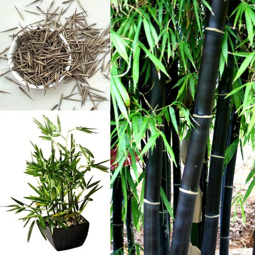 Black bamboo seeds - black,