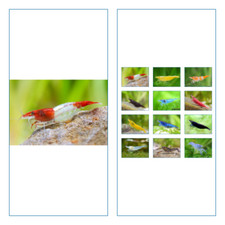 5 Crevette XL NEODARIDINA RILI SAKURA ROUGE  aquarium Blue Velvet Yellow orange