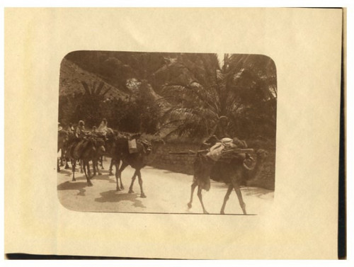 Tunisie caravane chameaux - tunisie,, de