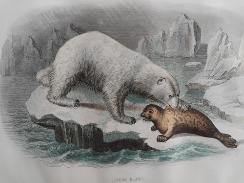 Ours blanc phoque gravure - ours,