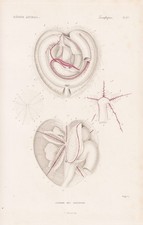 Spatangus Anatomie Oursin