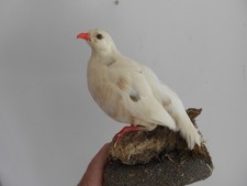 taxidermie perdrix albinos