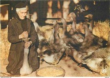 Metiers - Gaveuse d'oies - Paysans - CPM - Voir Scans Recto-Verso