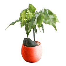 10 X Mini Rond Succulent Pot