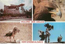 Animaux - Oiseaux - Volerie des Aigles de Kintzheim - Multivues - Vautour Oricou