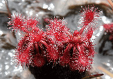 DROSERA RORAIMAE - 10 graines