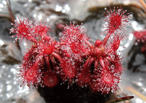 Drosera roraimae 10 graines - -,