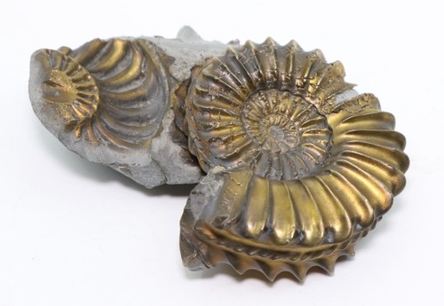 Multiple pyritized ammonites - multiple,