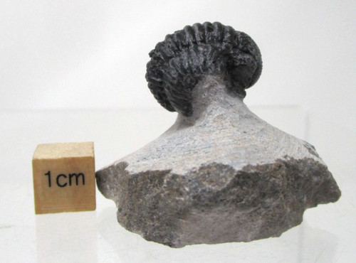 Grade devonian fossil - grade,