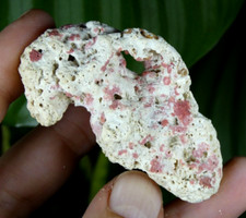 Corail Fossile & Homotrema