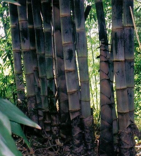 Graines dendrocalamus asper - graines,
