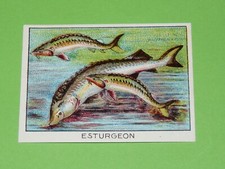 CHROMO 1925-1939 CHOCOLAT L'UNION LYON POISSONS ESTURGEON