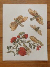 Peinture naturaliste FULGORES