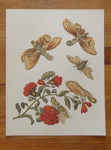Peinture naturaliste fulgores - peinture,