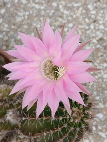 Echinopsis hybrid fancy - echinopsis,