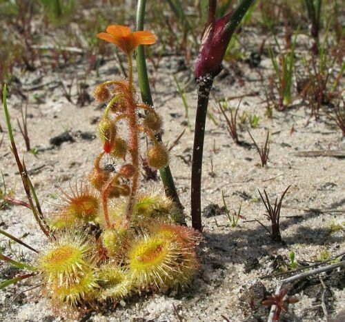 Drosera glanduligera 10 - glanduligera,