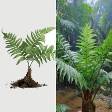 EX RARE LIVE Bare plant 