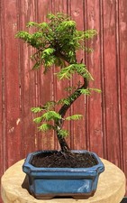 Bonsaï metasequoia chine - metasequoia,