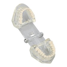 Modèle Dentaire Transparent