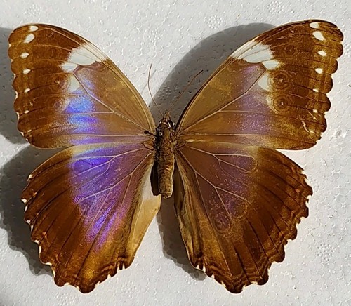 Morpho helenor ssp violaceus - morpho,