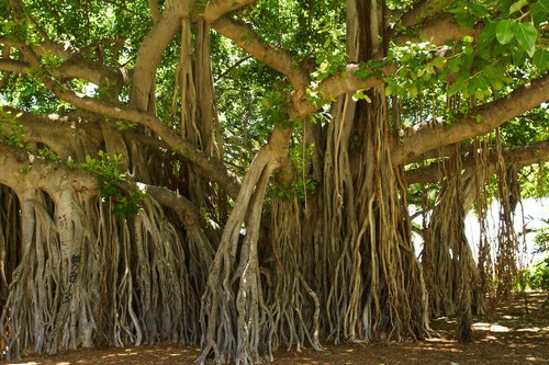 Sacred fig ficus religiosa - sacred,