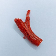 Ancienne branche de corail