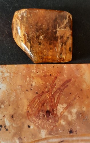 Collections ambre copal - copal,