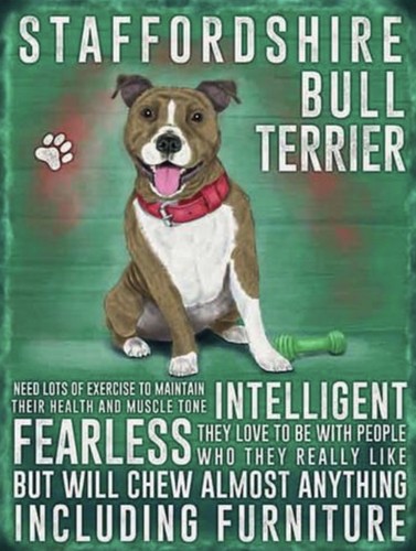 Staffordshire bull terrier - bull,
