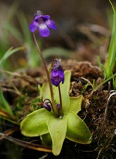 PINGUICULA VULGARIS - PLANTE CARNIVORE, 10 graines