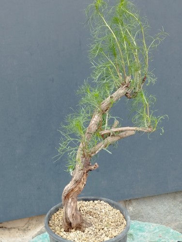 Bonsaï artemisia capillaris - bonsaï,