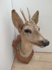 TAXIDERMIE Tête de Chevreuil