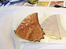 Entomologie Morphinae Morpho