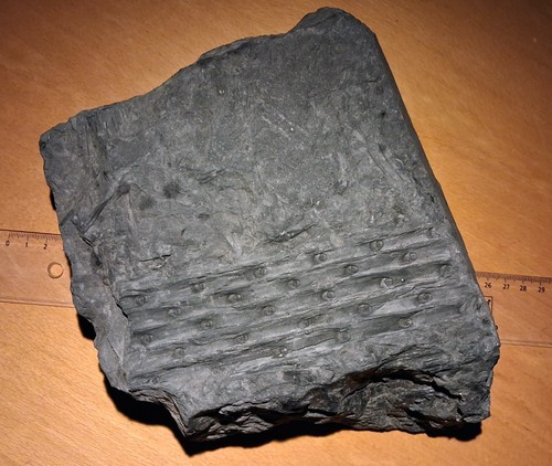 Fossile minier carbonifère - minier,
