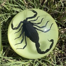 Black Scorpion Specimen Glow